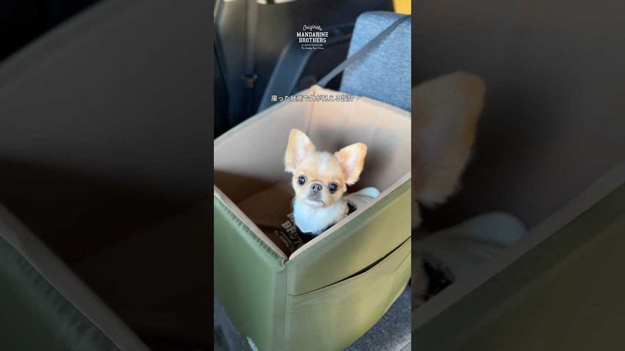 DRIVING CUSHION ドライビングクッション マンダリンブラザーズ