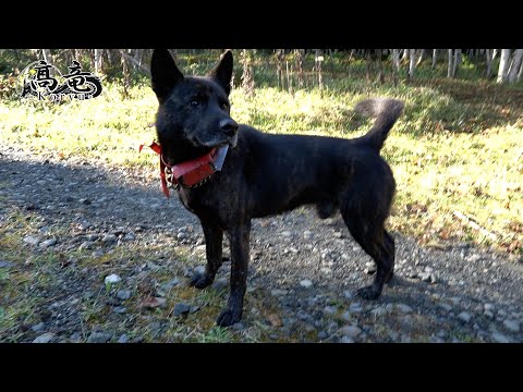 3129 外国切手 旧ソ連 1988年 狩猟犬 4種2組 3129 外国切手