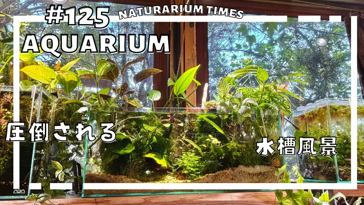 MSRW-6822 スリムウッドレイアウトセット 60cm水槽用 アクアリウム