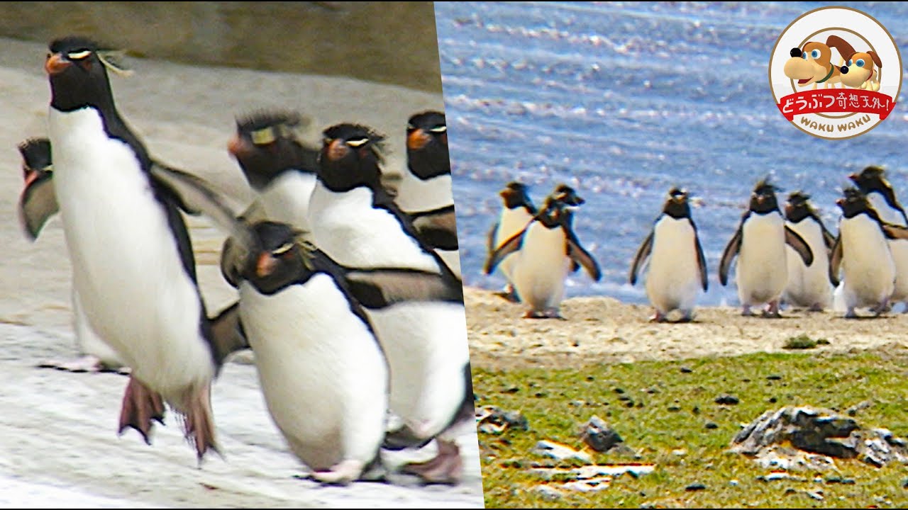 極寒の氷原、赤ちゃん誕生 動物奇想天外 タテゴトアザラシ