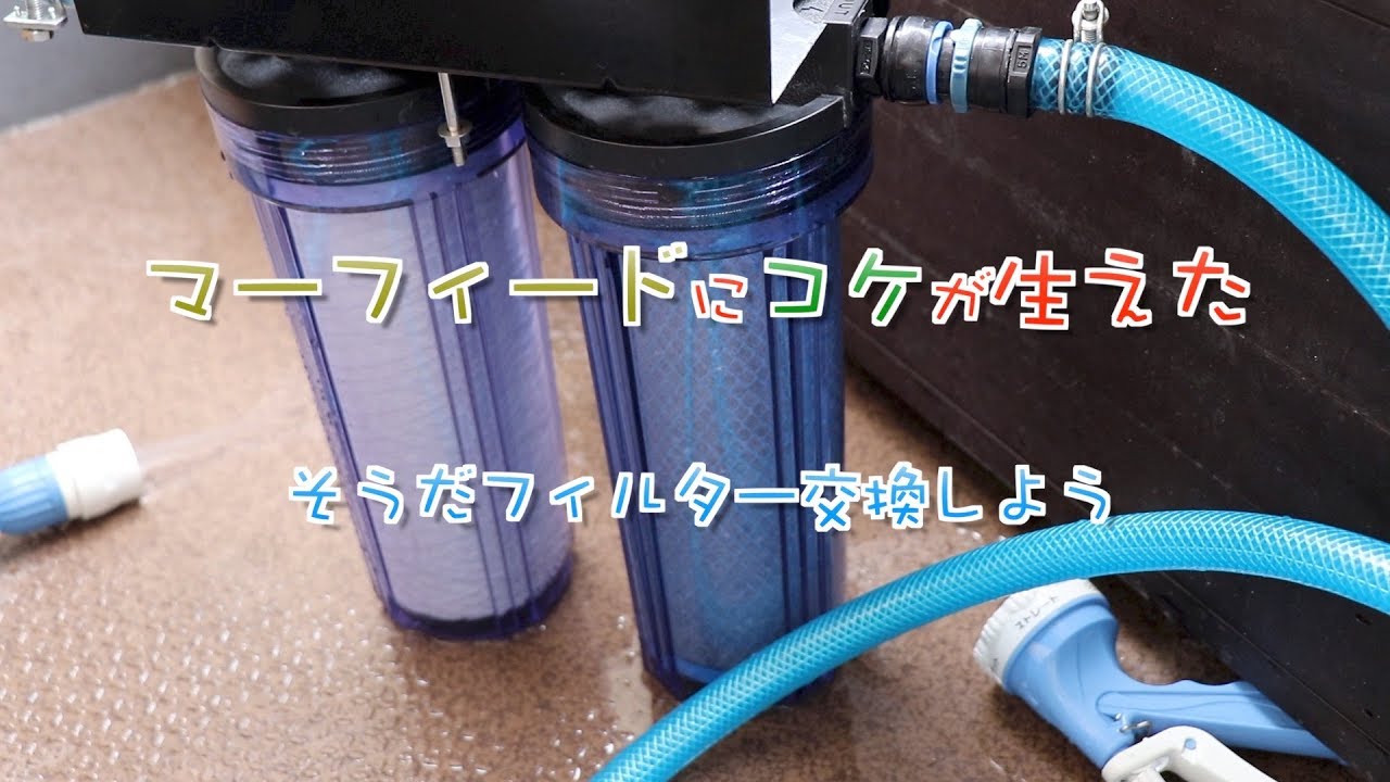 アクアリウム】マーフィードにコケが生えた フィルター交換 - YouTube