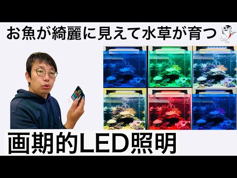 アポロ ZENSUI LED ライト 白色 青色2本セット アポロ ZENSUI LED