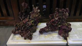 やっちゃん Shell 水槽 やっちゃん Shell 水槽 水槽セット SHELL2