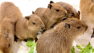 The quintuplets of capybara are so cute! - YouTube