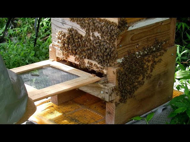 蜜蜂巣箱4段監視扉付 【公式通販】