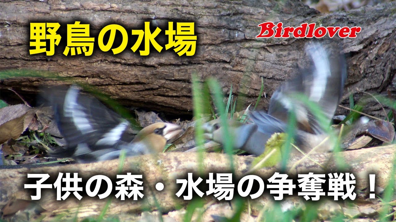 秋ヶ瀬公園・子供の森の水場に集まる野鳥達 - YouTube