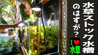アクアリウム】水草ストック水槽のはずがレイアウト水槽に？（水草を