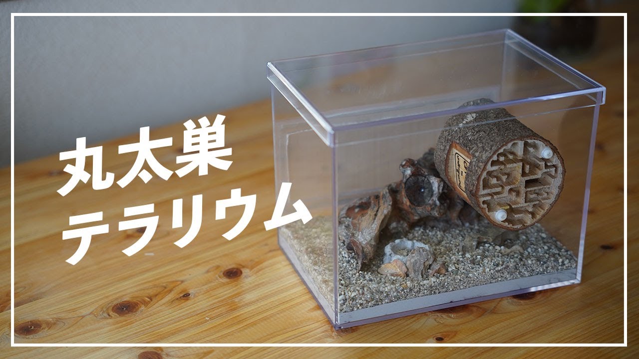 アリ 蟻 飼育ケース 巣 家 手作り 【公式通販】