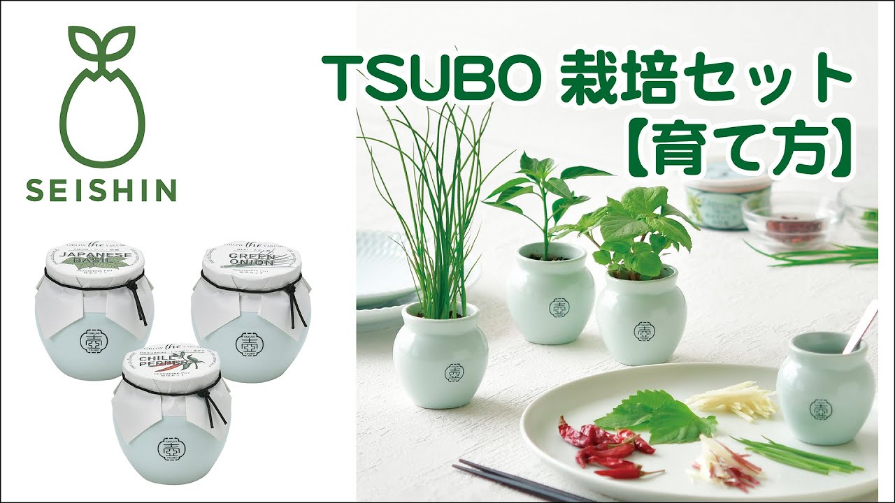 第一章フィギュアセット TNOK＋DB＋観葉植物くん 第一章フィギュア