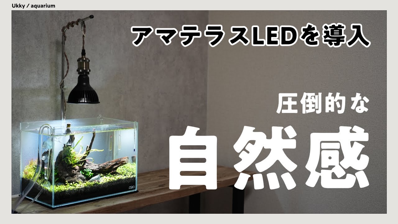 アマテラスLEDで小型水槽を彩る #5【アクアリウム】 - YouTube