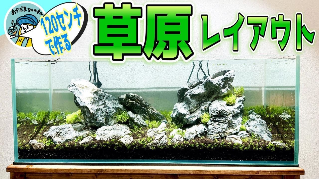 アクアリウム】120センチ水槽で作る草原レイアウト（憧れの緑の絨毯を