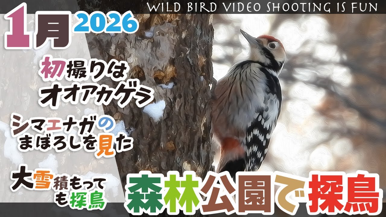 森林公園で探鳥2026年1月【 初撮りはオオアカゲラ・大雪積もっても探鳥
