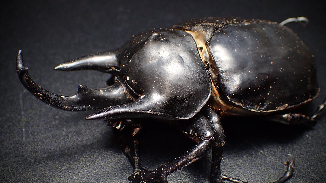 週末限定特価！イイジマゾウカブト♂野外標本 週末限定特価！イイジマ