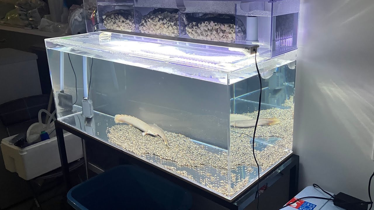 アクリル水槽 1200 600 600 発送可能 水槽 濾過層 蓋 のみ 上部濾過