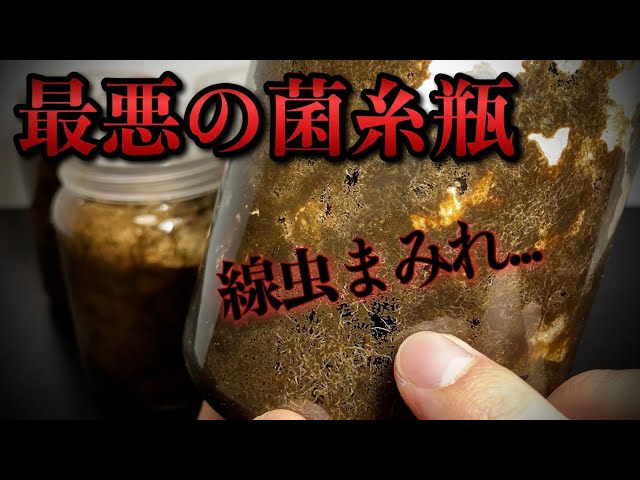 Big Failure] The fate of a fungal culture bottle where nematodes