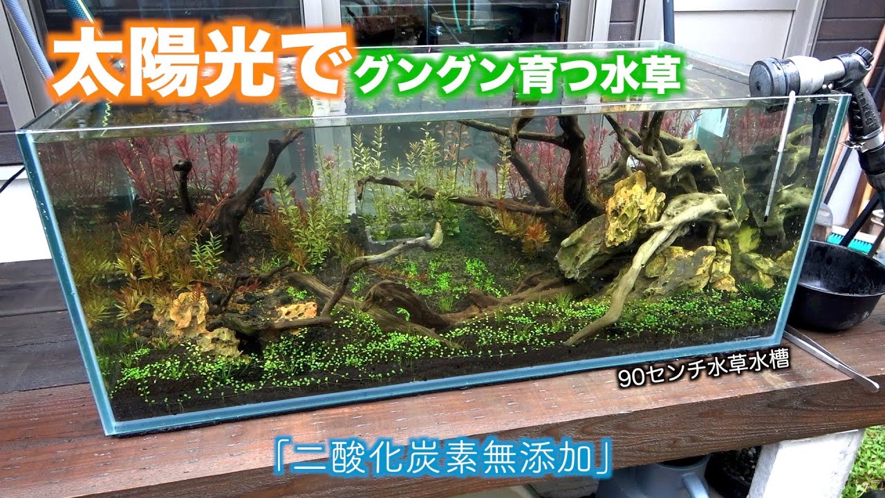 アクアテラリウム】45cm水槽 メンテナンス性抜群 アクアテラリウム