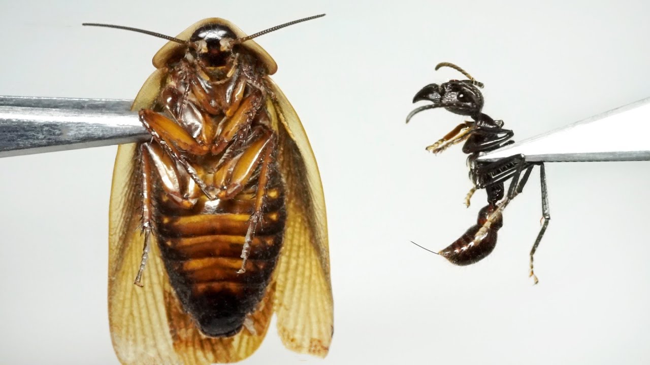 ゴキブリに巨大アリ(パラポネラ)の毒針が刺さると… - YouTube