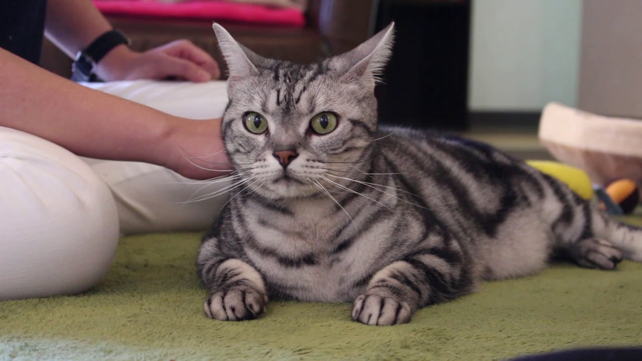 猫可愛すぎ】アメショーの日常/American shorthair daily life [cute