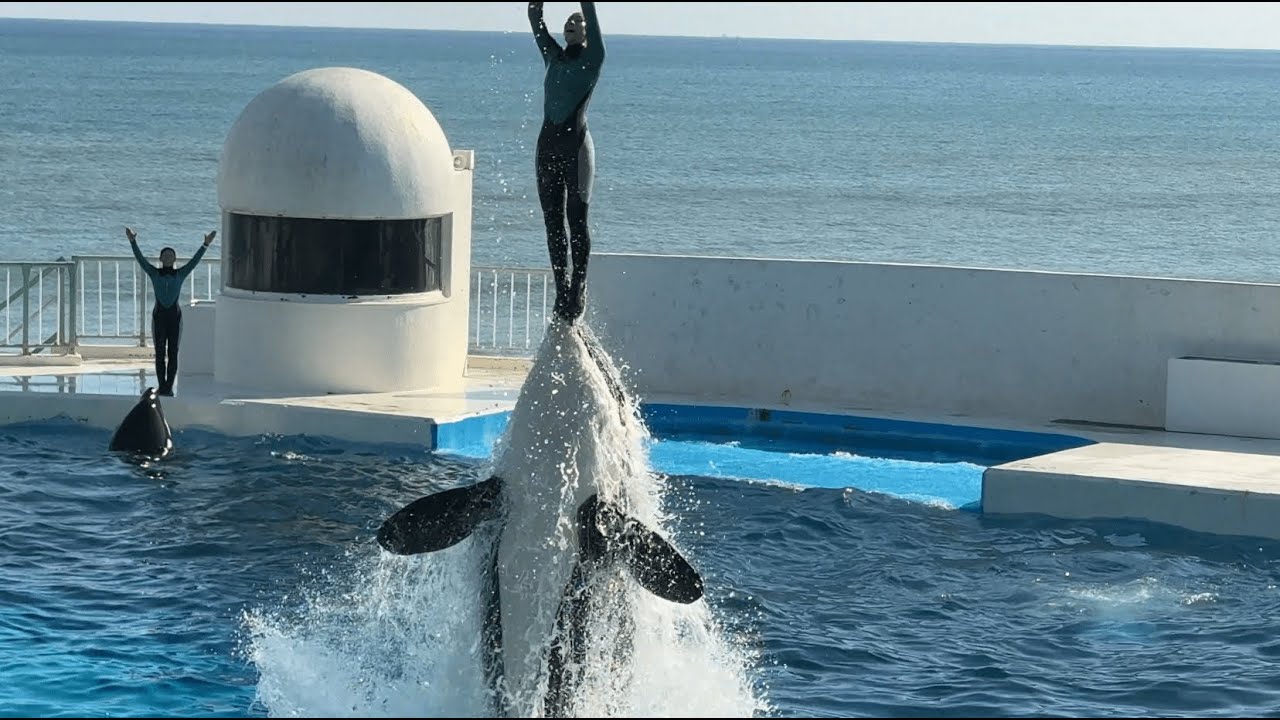 レア】鴨川シーワールド シャチ ポスター（B2サイズ） レア】鴨川シー