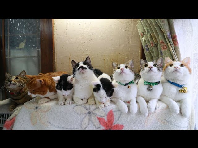 猫の時間 松波照慶 M8号 縦 かわいいネコちゃん 油彩画 4匹の猫 松波