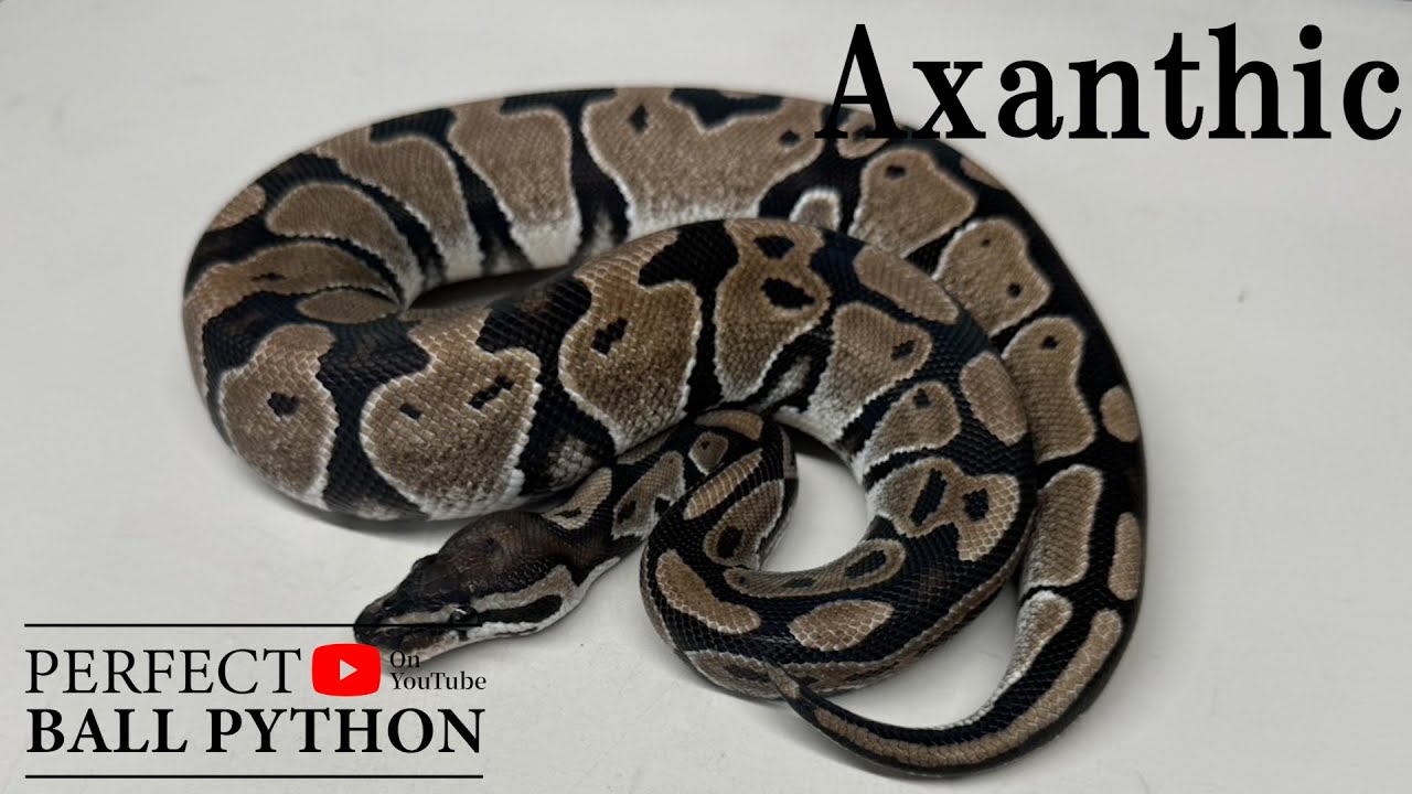 PERFECT BALL PYTHON] Popular with women too! [Banana] - YouTube