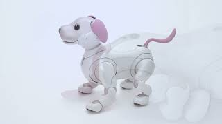 aibo 耳 しっぽ 完売品 aibo 耳&しっぽ ﾕｷ[ﾎﾜｲﾄ]・ｳﾞｧﾘｱｽ | Sony Music