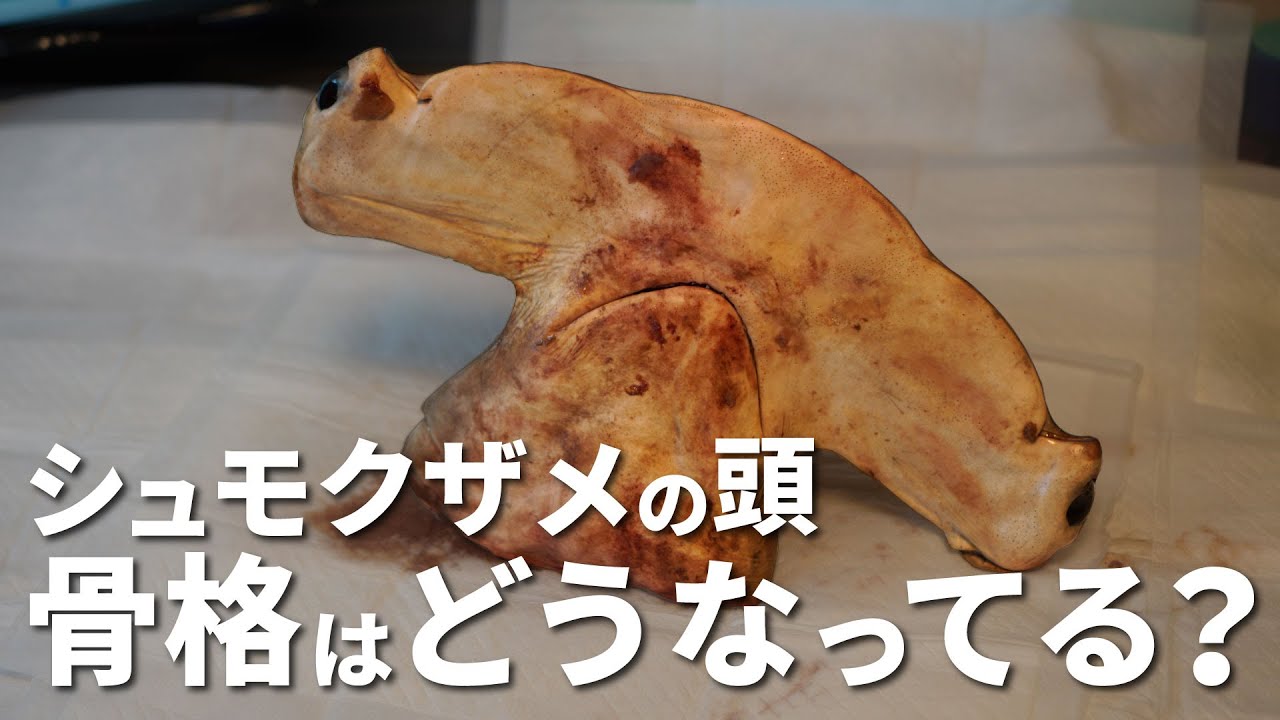 ハンマーヘッドシャークの頭を骨だけにしてみた結果