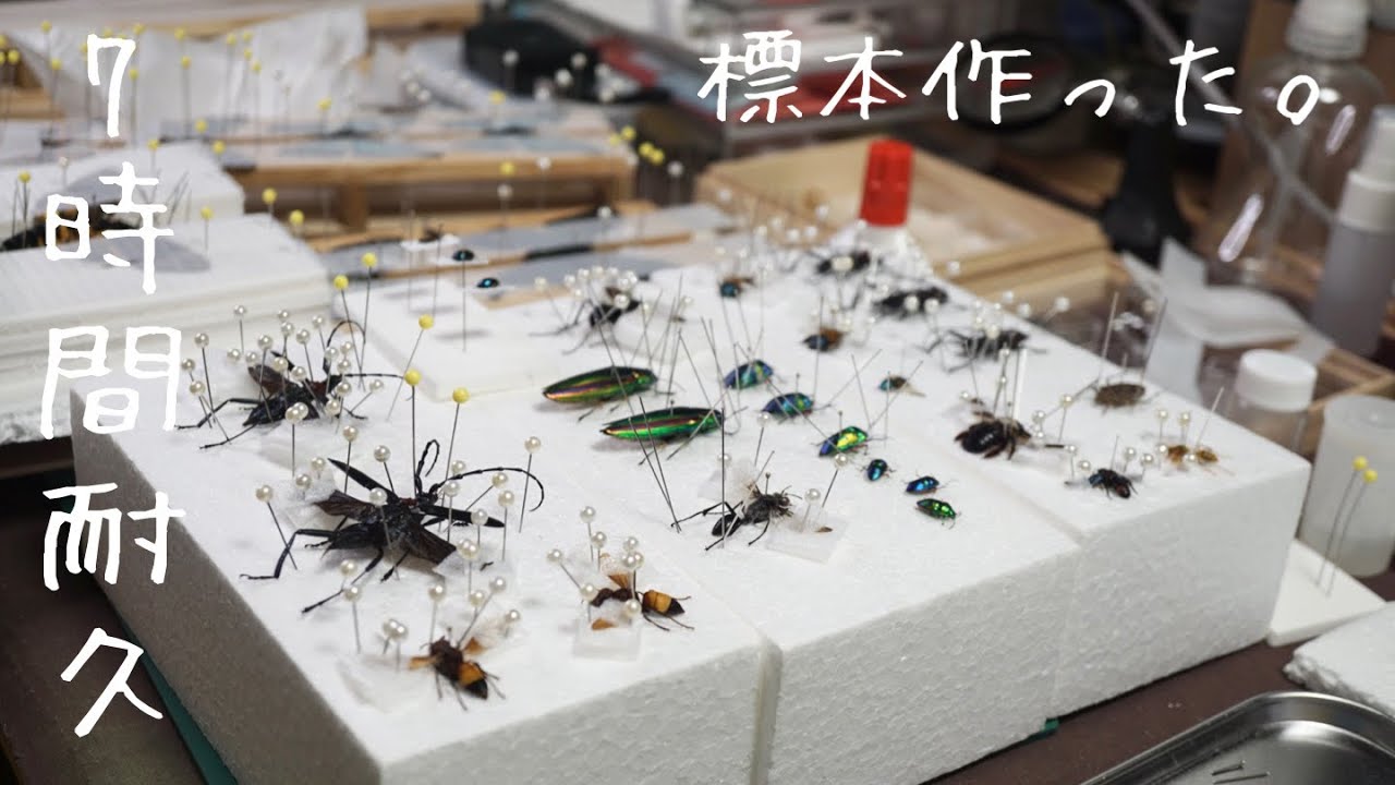 昆虫標本】勢いでたくさん標本を作りました【7時間耐久標本作成