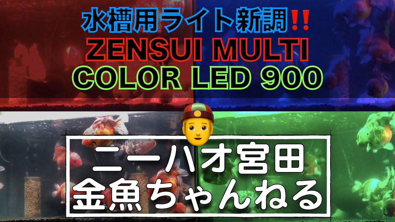 ニーハオ宮田】金魚ちゃんねる_『調色パターン最大10万通り⁉️金魚水槽
