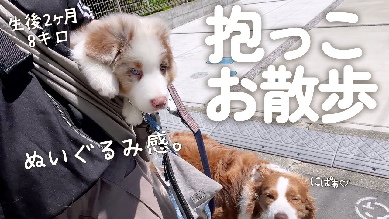犬と親子/TWO GOOD FRIENDS 額入り リトグラフ 犬と親子/TWO GOOD