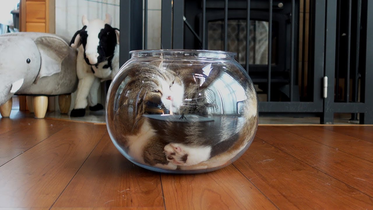 猫の顔 立体アート 約20cm まるまるねこ アーティスト作品 猫の顔 立体