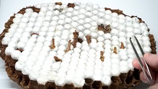 Opening the cocoon of an abandoned giant hornet nest was so