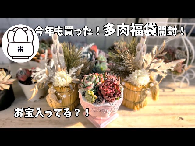 Unboxing the Succulent Lucky Bag] I bought some this year too