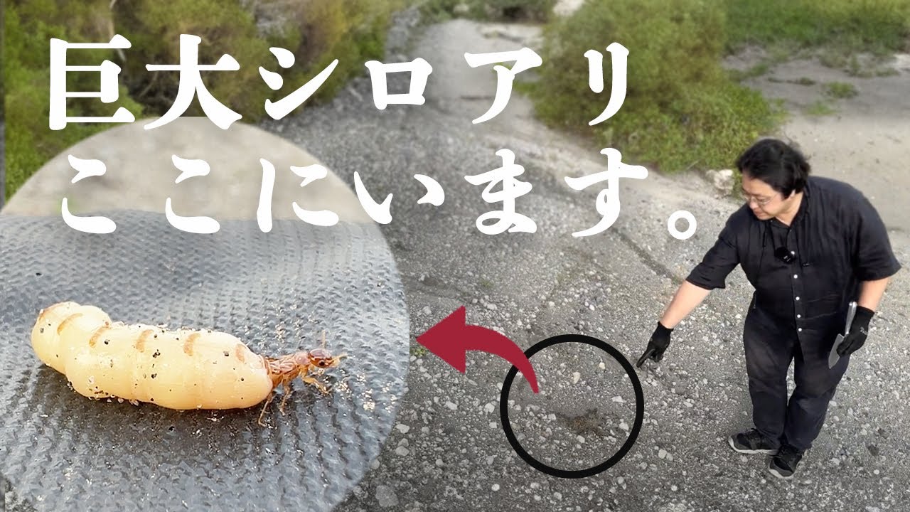 When I searched for a termite nest, I found a giant queen ant