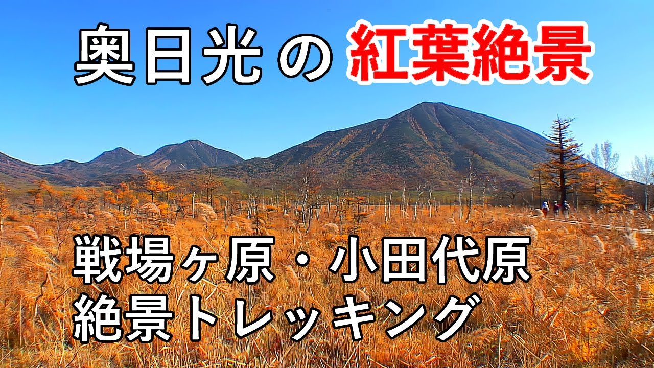 落葉が進む「今」だからこそ歩こう！小田代原・戦場ヶ原♪＜2024年11月