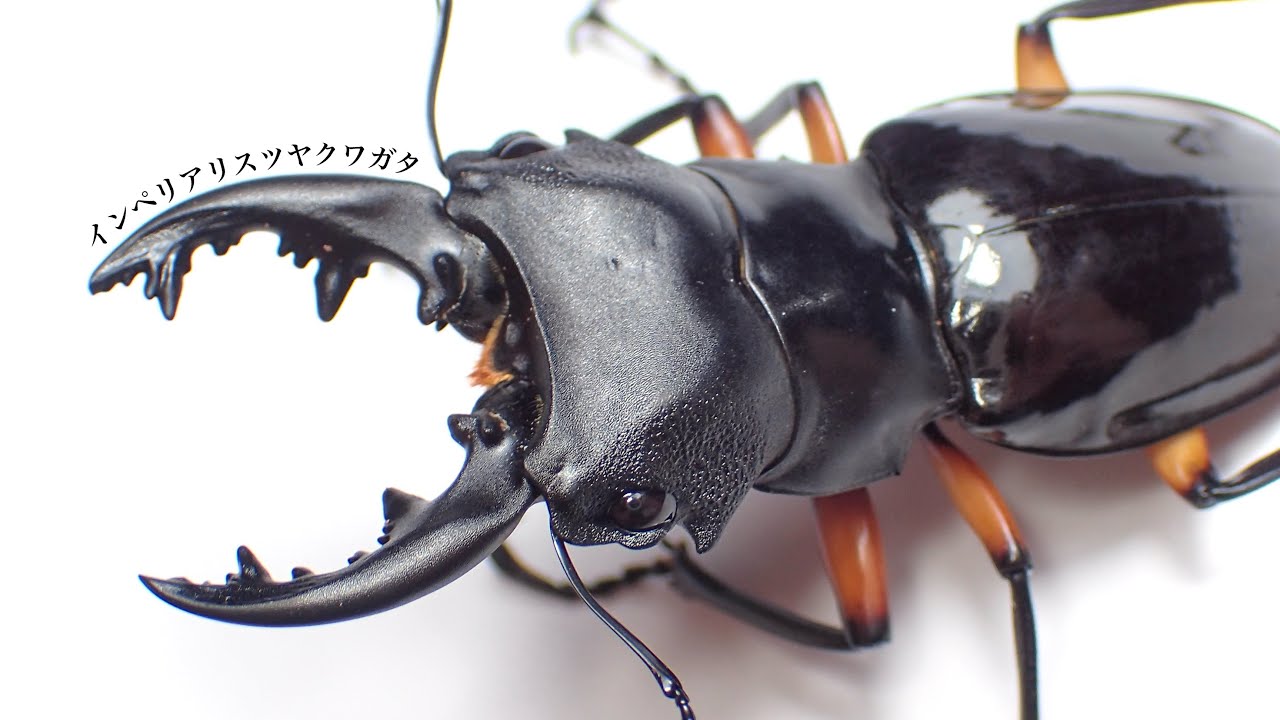 bukis9889 モラリスツヤクワガタ 標本 bukis9889 モラリスツヤクワガタ