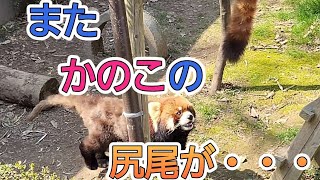 かのこの尻尾が下がっていると掴んでしまう、レッサーパンダのライト