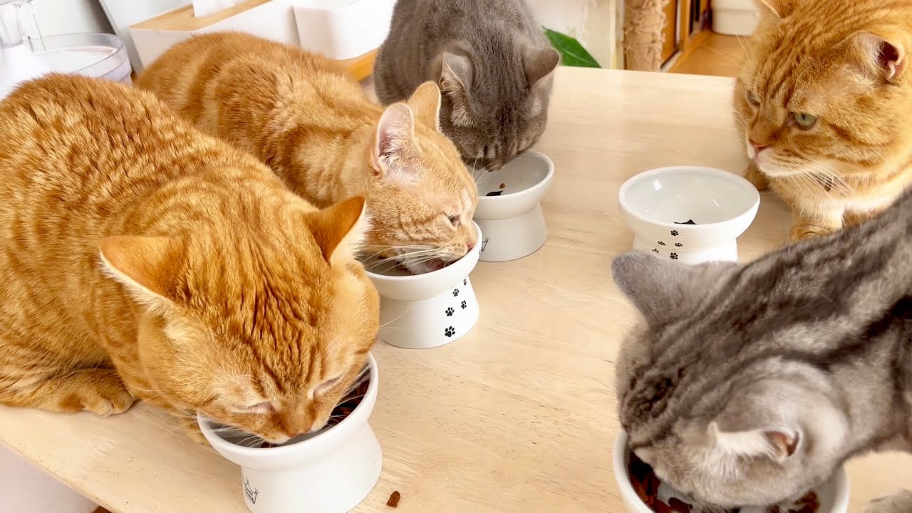 ねこもふ家のもぐもぐタイム！ - YouTube