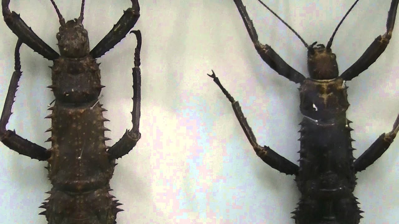 伝説の七節】ロードハウナナフシに酷似のトゲアシフトナナフシオバケ