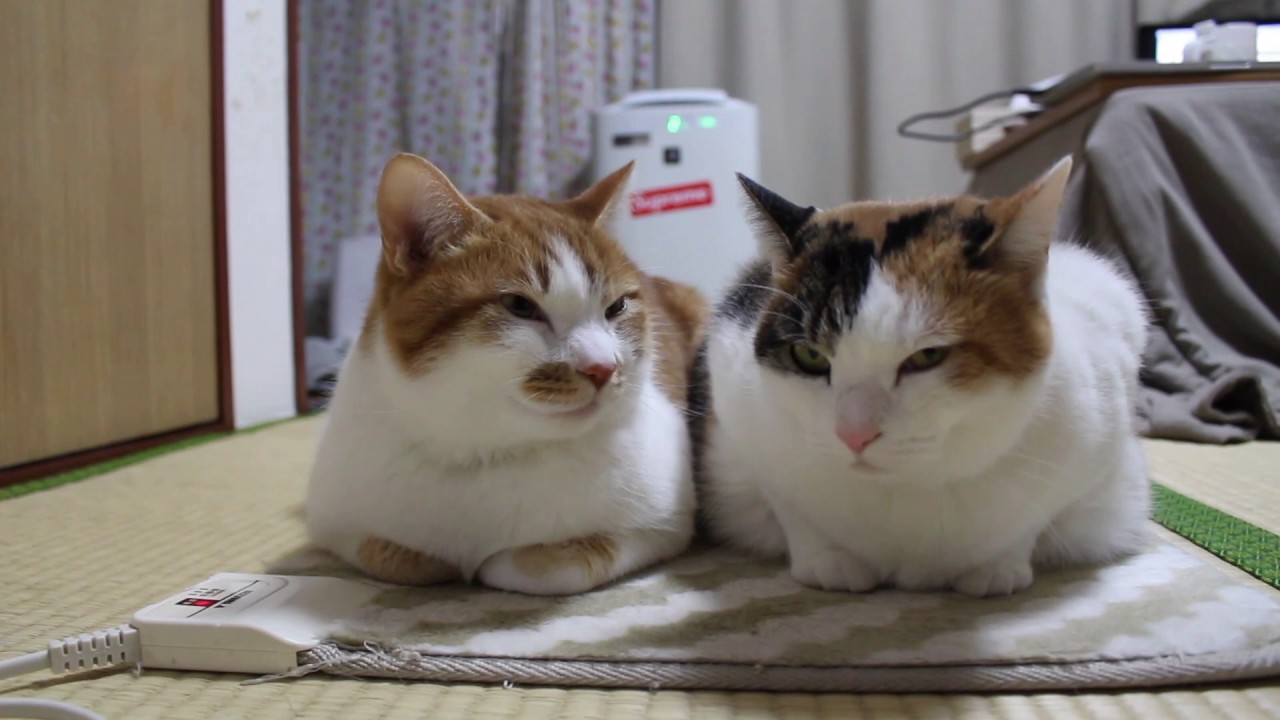 JBLCharge6 #ちゅーるねこ Amazon.co.jp: JBL CHARGE 6 / ポータブル