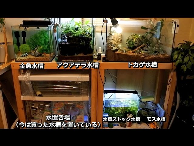 アクアテラリウム構想と水槽達の展開！？ 昆虫？爬虫類？水草？ハム