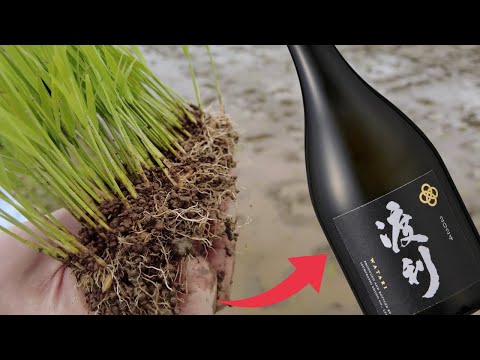 日本酒(渡利2024)が完成！おつまみに合う究極のお酒が完成？今年は