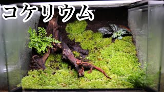 I made a coquerium to keep newts - YouTube