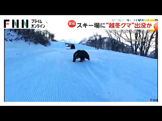 目が合っちゃった」スキー場でクマに遭遇…猛ダッシュで人を追いかける