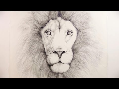 ライオン 動物ペン画No.14 鉛筆画 「ライオン」 Live drawing of LION