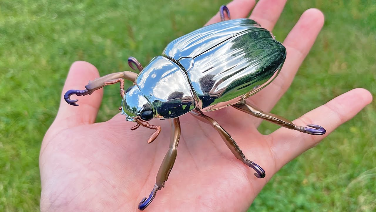 43mm】カブトハナムグリ コガネムシ プラチナコガネ カナブン 昆虫標本