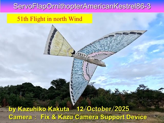 猫翼 CAT WING 猫翼 CAT WING 猫翼 CAT WING 楽天市場】cat wings キャット