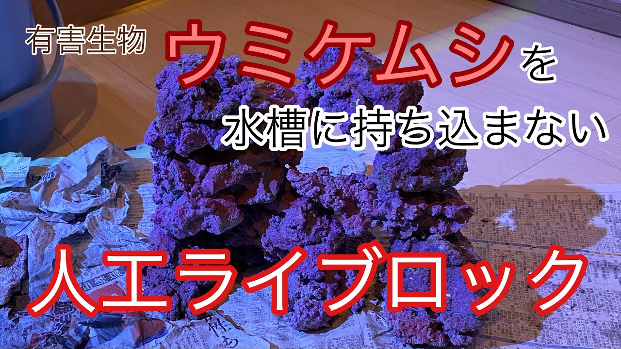 人工ライブロック No.39. 無害化処理済 【公式通販】