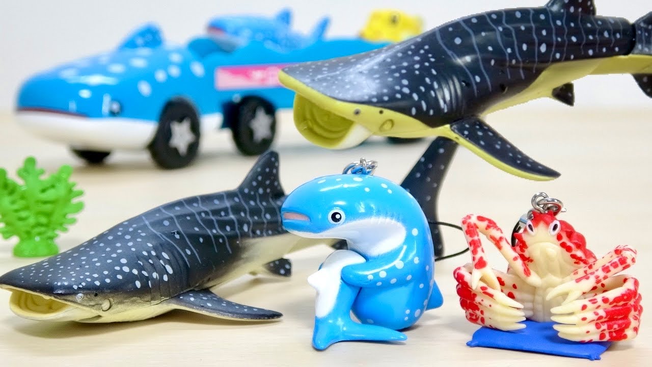 貴重レア ジンベイザメ「海遊館ミュージアム ネイチャーテクニカラー