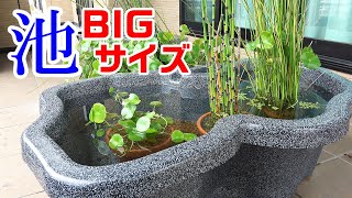 メダカ】冬・枯れない植物でビオトープ制作！ 大きなプラ池！ - YouTube